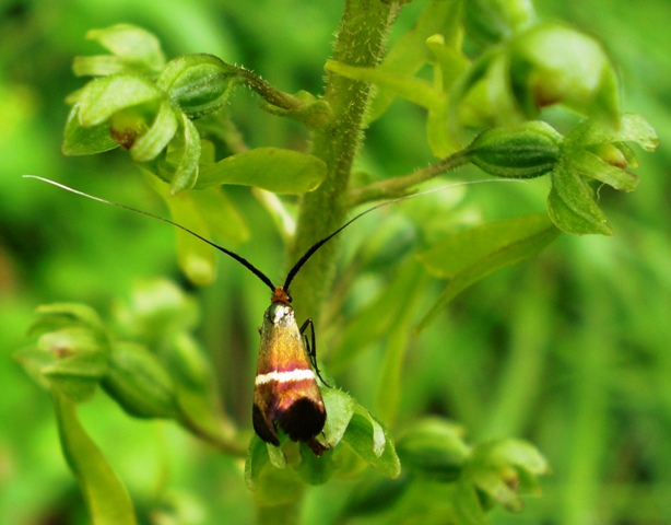 Adelidae: cfr. Nemophora degeerella